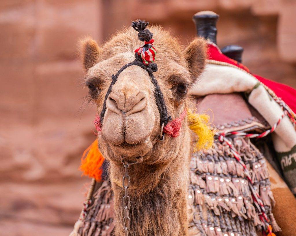 Kokoa travel | jordania, desierto & mar muerto