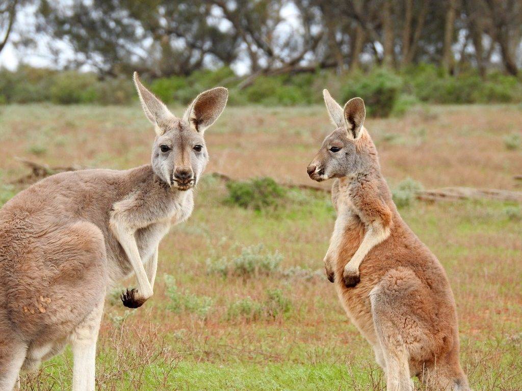 Kokoa travel | australia