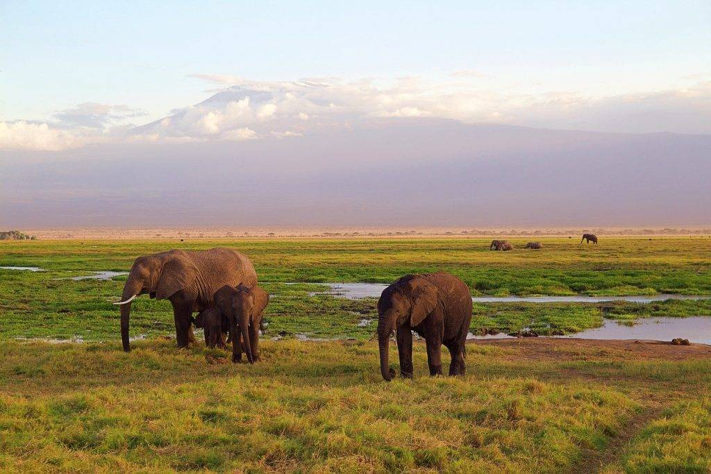 Kokoa travel | tanzania privado