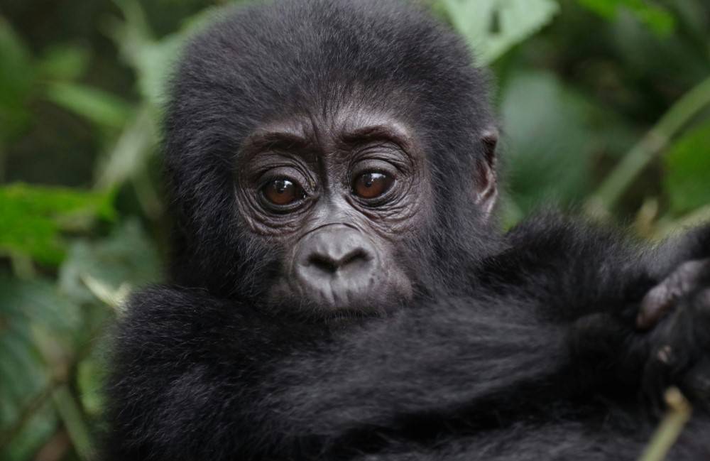Kokoa travel | uganda