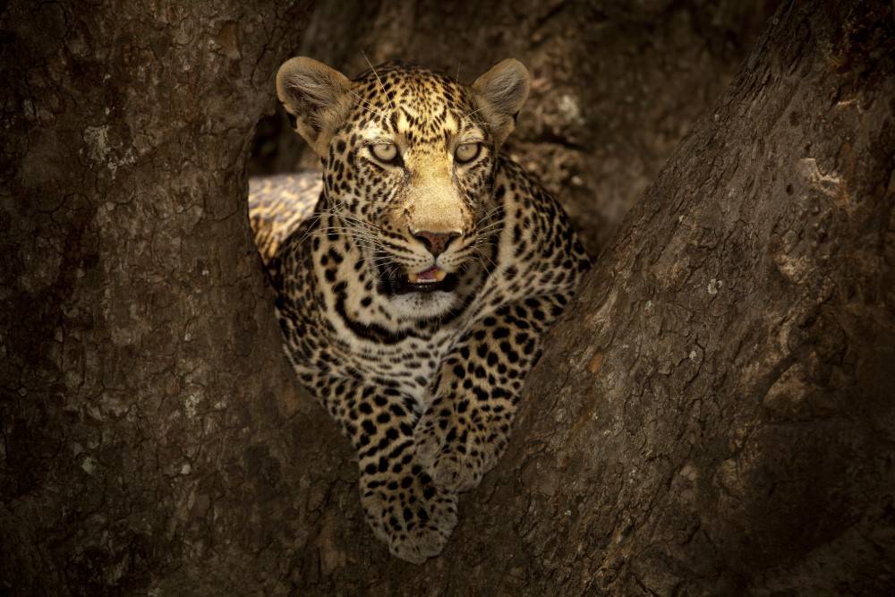 Kokoa travel | sudáfrica espectacular