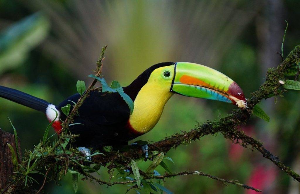 Kokoa travel | costa rica