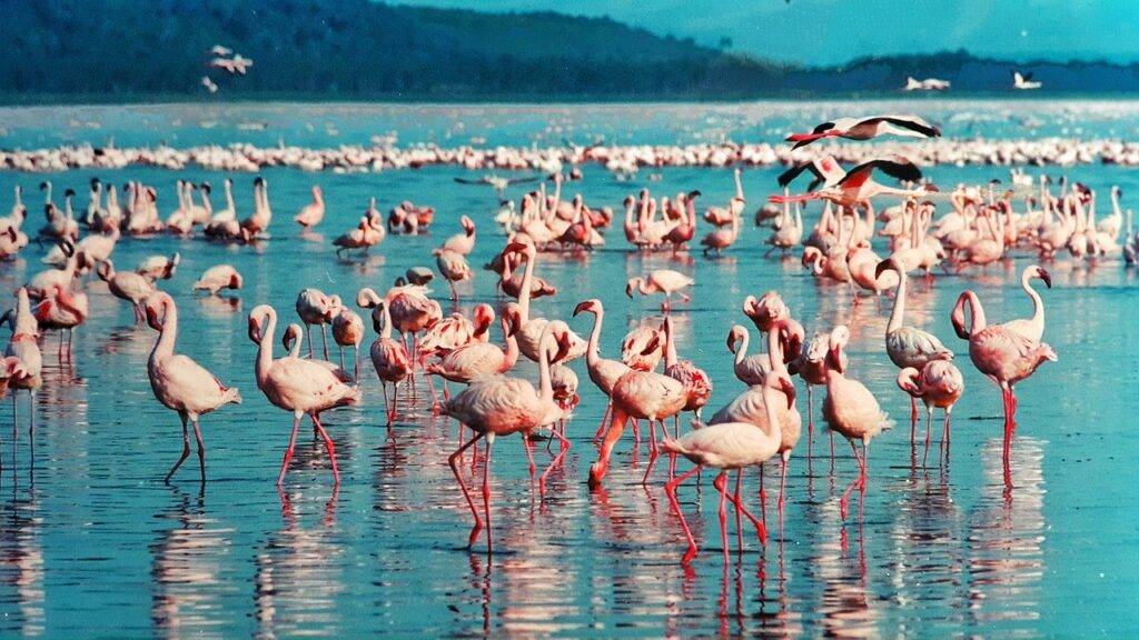 Kokoa travel | kenia clásico