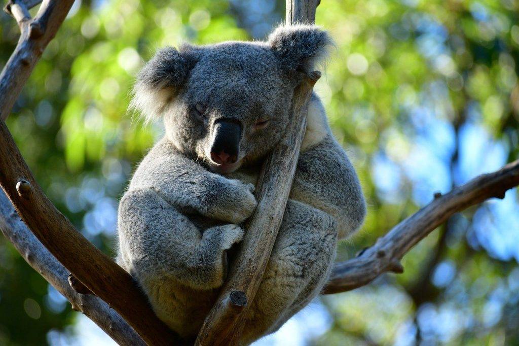 Kokoa travel | australia Única