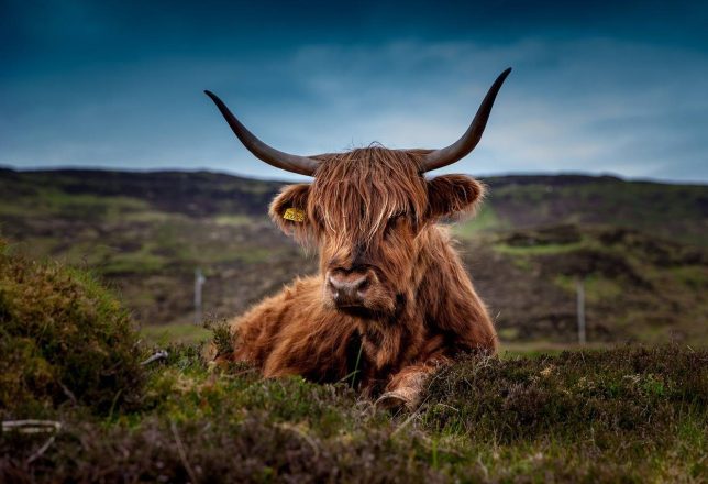 cattle-escocia