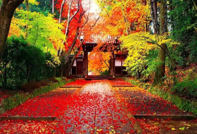 kokoa-agencia-de-viajes-japon-por-libre-01