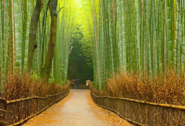 kokoa-agencia-de-viajes-japon-por-libre-04