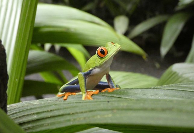 kokoa-agencia-fauna-costa-rica