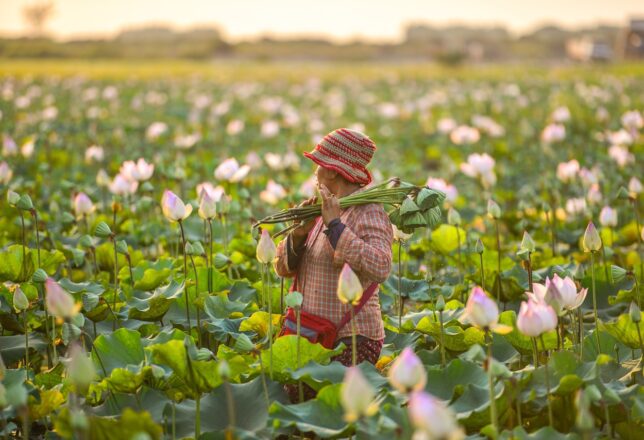 kokoa-agencia-lotus-flowers