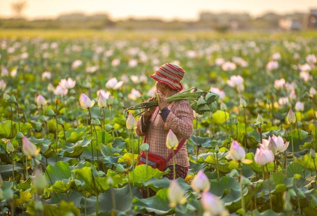 kokoa-agencia-lotus-flowers