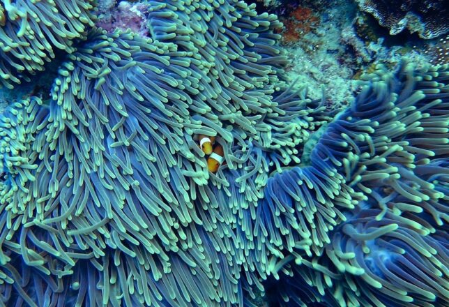 kokoa-agencia-mauricio