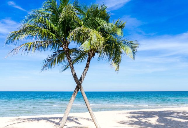 kokoa-agencia-riviera