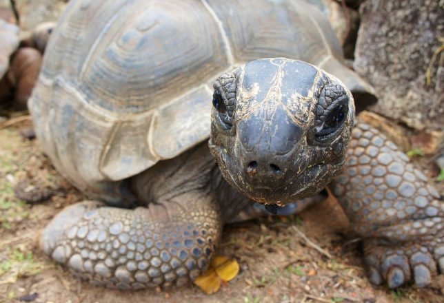 kokoa-tortuga-seychelles