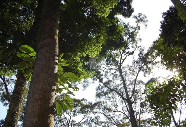 kokoa-travel-borneo-malasia