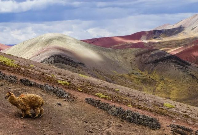 The beautiful Palcoyo rainbow mountains and a wild llama in Cusco, Peru under a cloudy blue sky