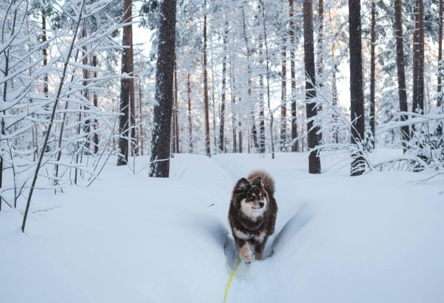 kokoa-travel-laponia-22