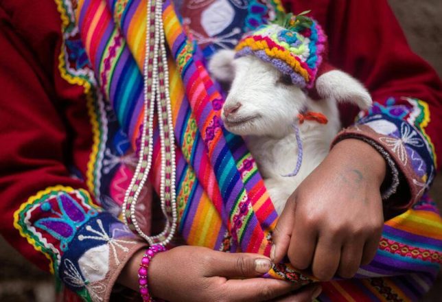 kokoa-travel-llama-peru