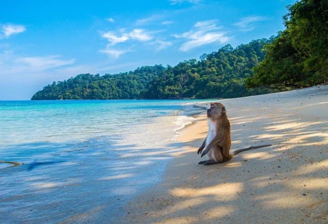 kokoa-travel-playa-mono